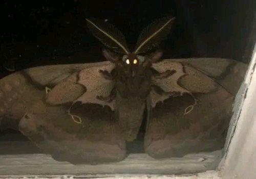 φ💡💡 (@mothchilld) on Twitter photo The destination is the lamp
$MOTH is about to destroy every obstacle on the road The destination is the lamp
$MOTH is about to destroy every obstacle on the road