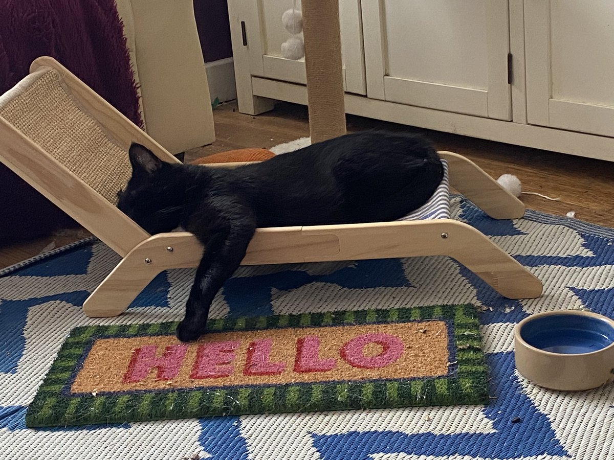 karen_flynn's tweet image. The cat that is not mine is lazing on the cat hammock like a drunk man in Benidorm 🐈⬛