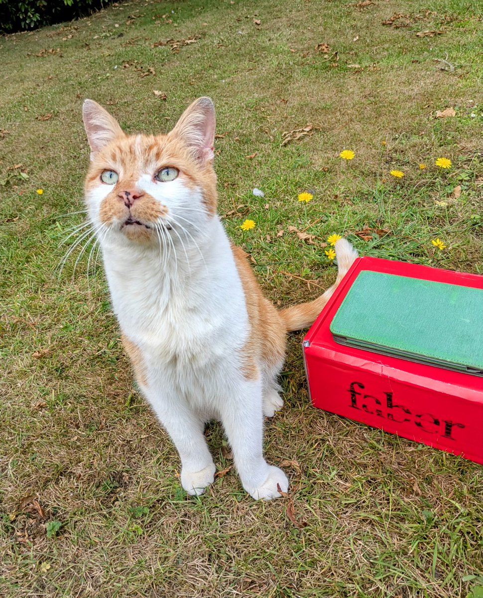 karlou's tweet image. Huge thanks to @FaberBooks for sending me a fabulous #HarrogateAtHome box. It's the next best thing to being at @HarrogateFest!
The cat insisted on photobombing and so we did a photo shoot with the dog and tortoises too! #TheakstonsCrime
