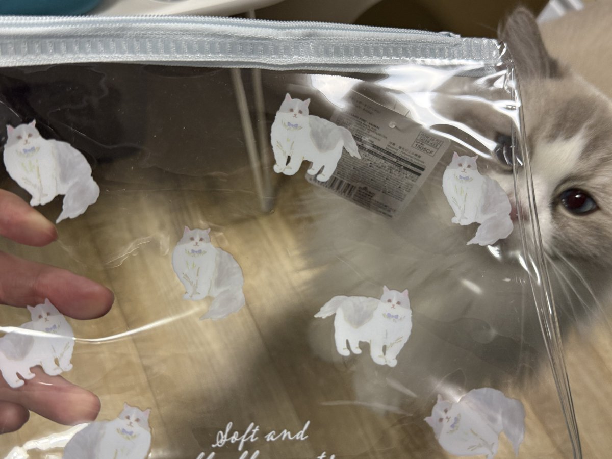 ダイソーで、めちゃかわラグドール柄のポーチ見つけた✨