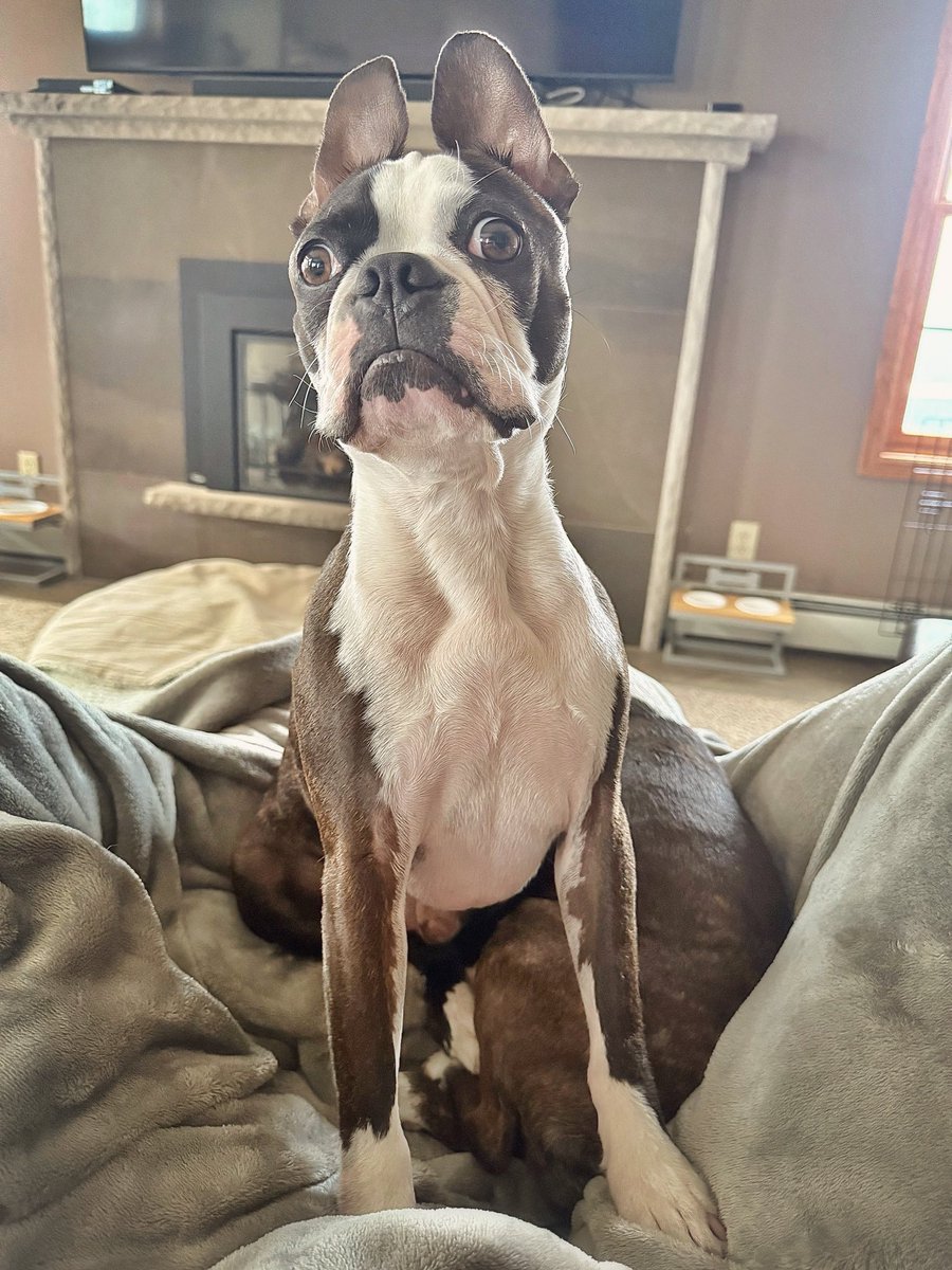 JellyBeanGummyB's tweet image. When your whole world revolves around the sound of Dad’s footsteps…
#allthatmatters #doglove #myguy