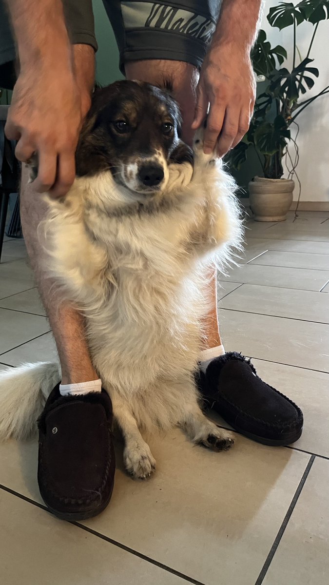jarvinart's tweet image. maple says hi