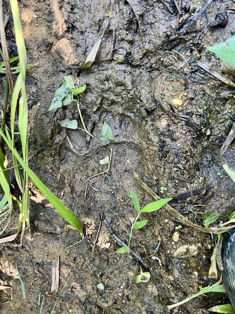 DMPNHL's tweet image. ツキノワグマさんの新鮮な足跡！
