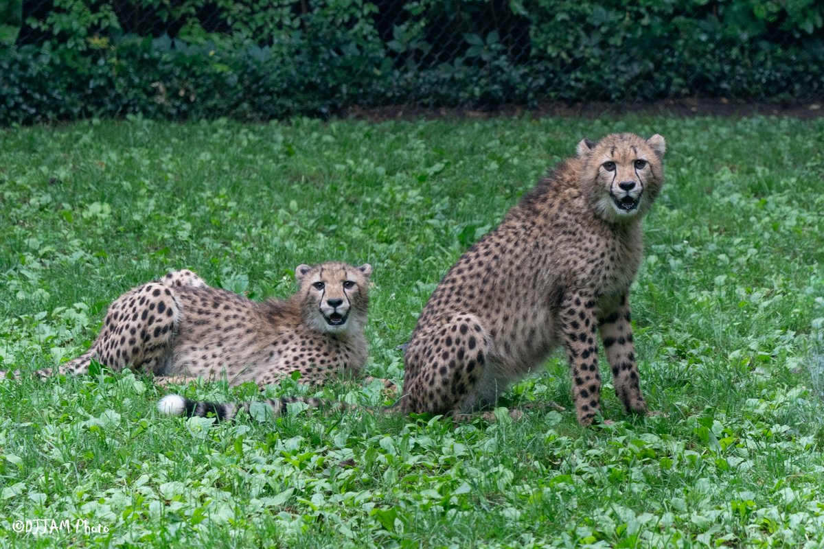 CincinnatiZoo's tweet image. The cheetah cubs are 8 months old! Visit Zola, Kiara and Lulu in the Cheetah habitat (near Base Camp Café) daily from 2:30pm-3:00pm and on Monday, Tuesday and Friday at 10:30am as well. *weather dependent* #caturday 😻😻😻