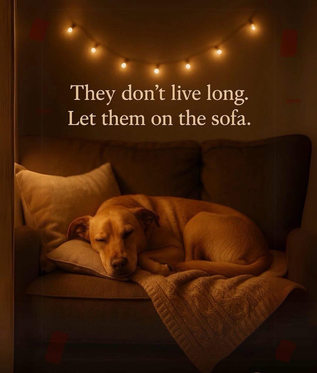 𝕏 Dogs (@_xdogs) on Twitter photo 