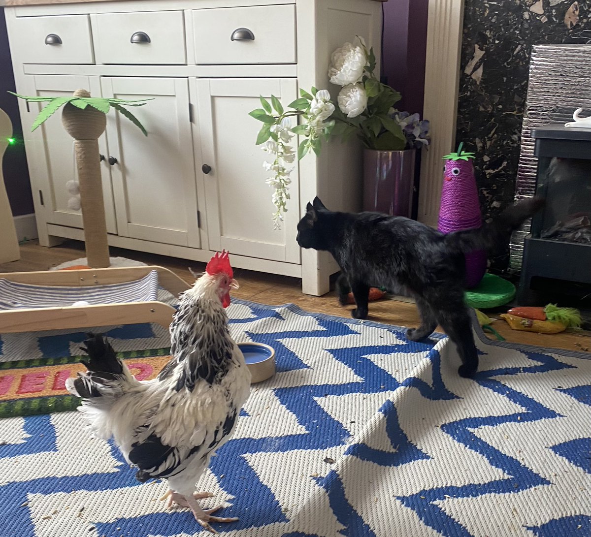 karen_flynn's tweet image. Black cat who is not mine decided he d mess with Ricky - didn’t last long 🐔 🐈⬛