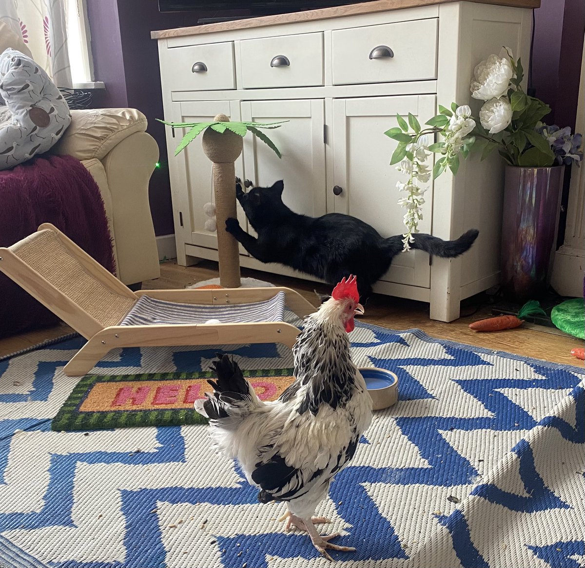 karen_flynn's tweet image. Black cat who is not mine decided he d mess with Ricky - didn’t last long 🐔 🐈⬛