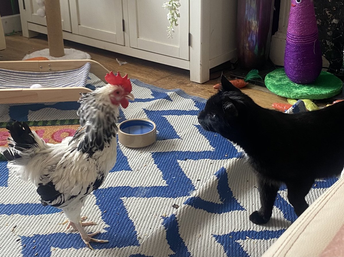 karen_flynn's tweet image. Black cat who is not mine decided he d mess with Ricky - didn’t last long 🐔 🐈⬛