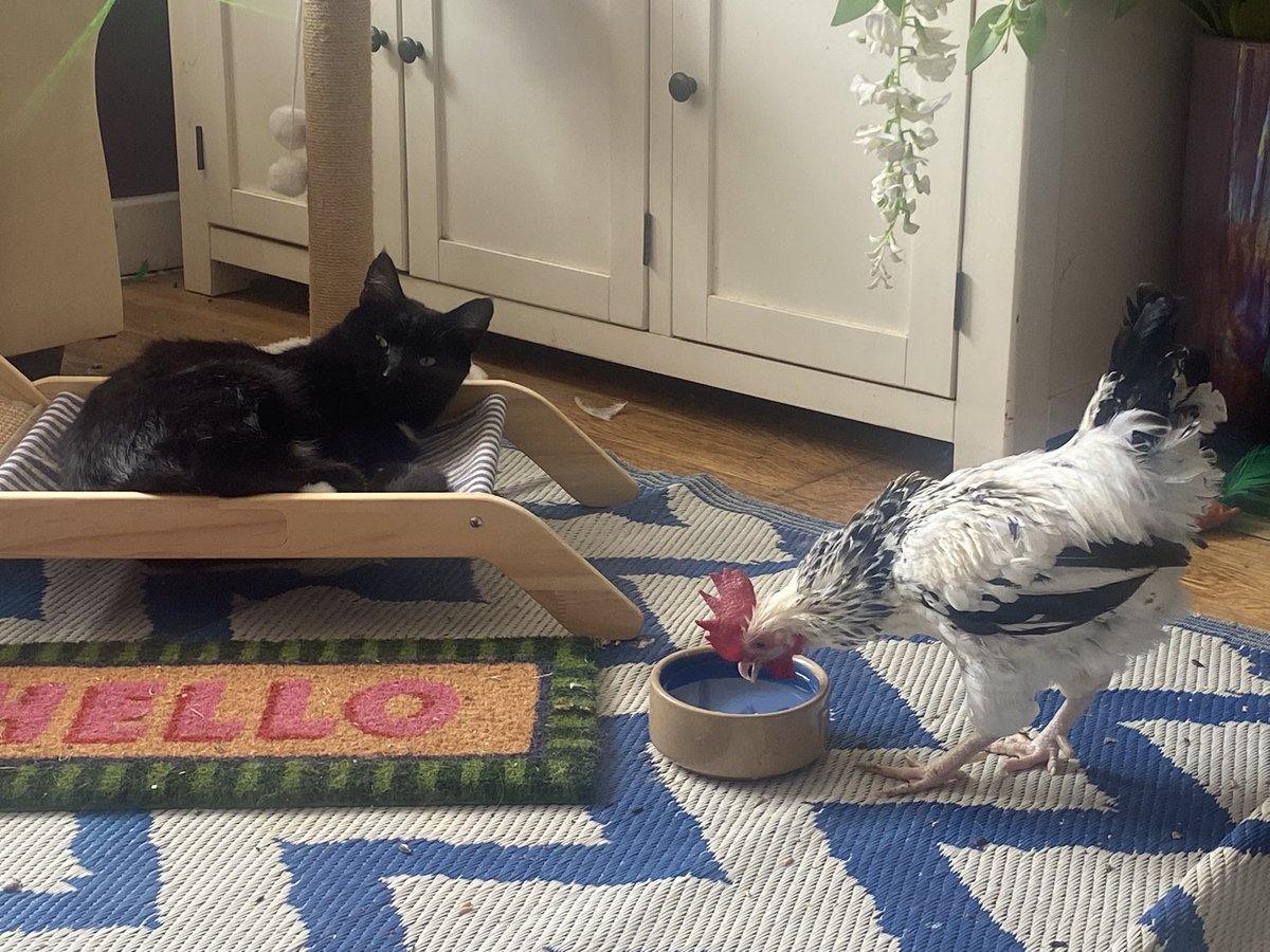 karen_flynn's tweet image. Black cat who is not mine decided he d mess with Ricky - didn’t last long 🐔 🐈⬛