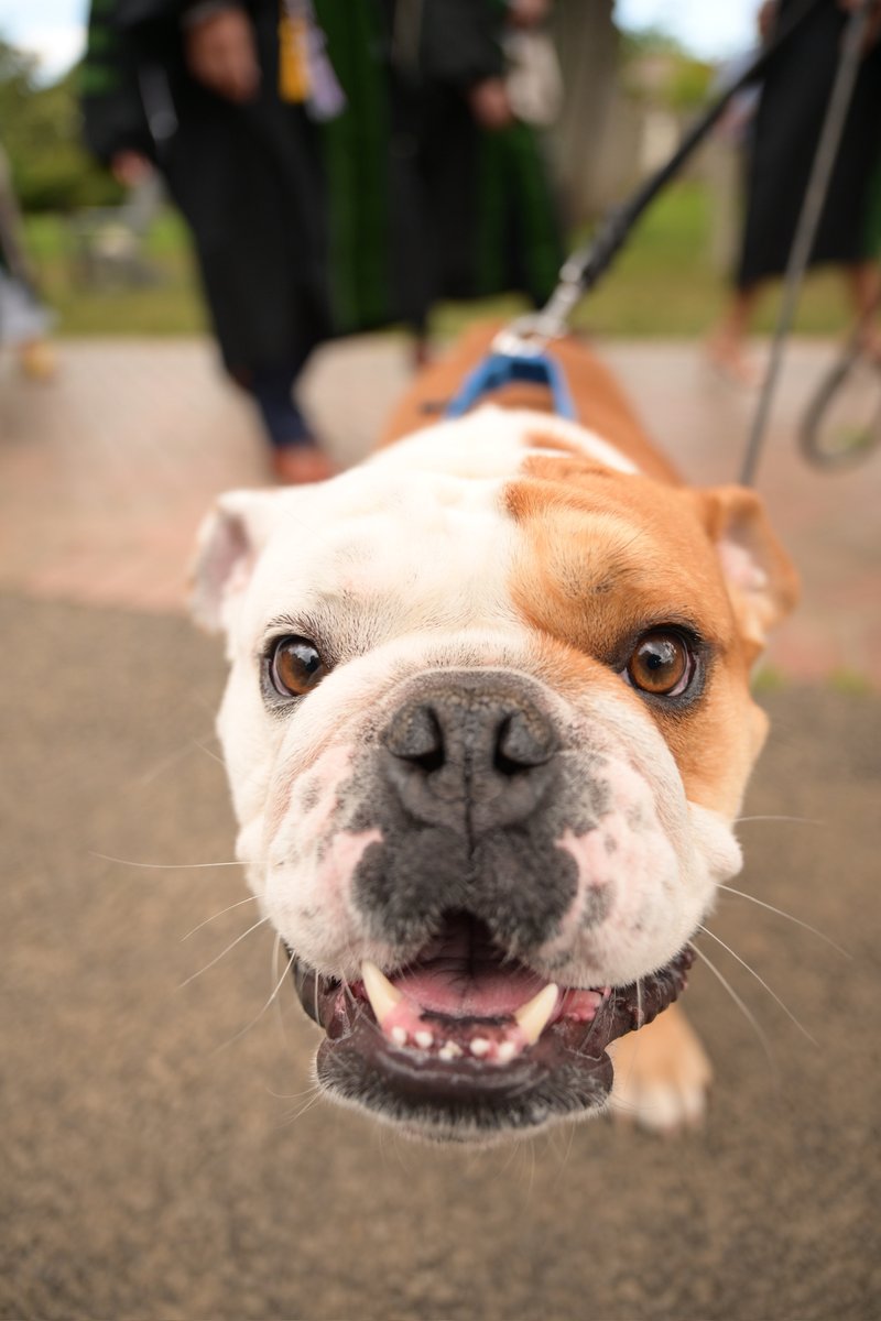 Georgetown's tweet image. Jack's here to remind you that there's only one day left to apply for the Georgetown Stories 2025-2026 cast! The application closes this Sunday, July 21st, at 11:59pm EDT. Apply at bit.ly/4nbFU4u