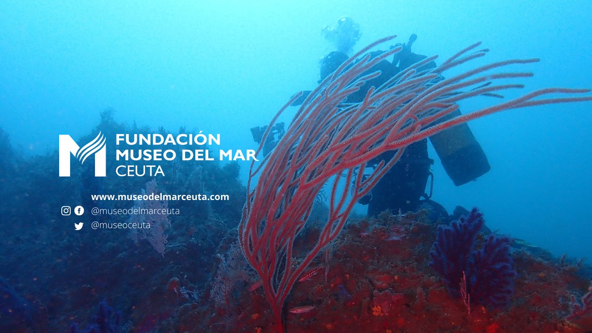 <a href="/ecoafrik/">EcoAfrik Platform</a> y <a href="/MuseoCeuta/">Museo del Mar Ceuta</a> firman un Acuerdo Marco que regirá su colaboración en actividades y proyectos que amplíen el conocimiento, protección y recuperación de la biodiversidad, ecosistemas y recursos, contribuyendo a la sostenibilidad pesquera y mejora del medioambiente marino.