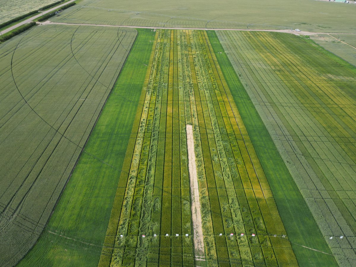Stampseeds's tweet photo. Thursday July 24 we will be touring all of this!
PGR at front vs none at back.
Durum, barley, Triticale, SWSW, GP, CWRS, ww, hybrid fall rye, fall triticale 
https://t.co/6JuxBXbOnm
#WestCdnAg https://t.co/pfqBdmHm6A