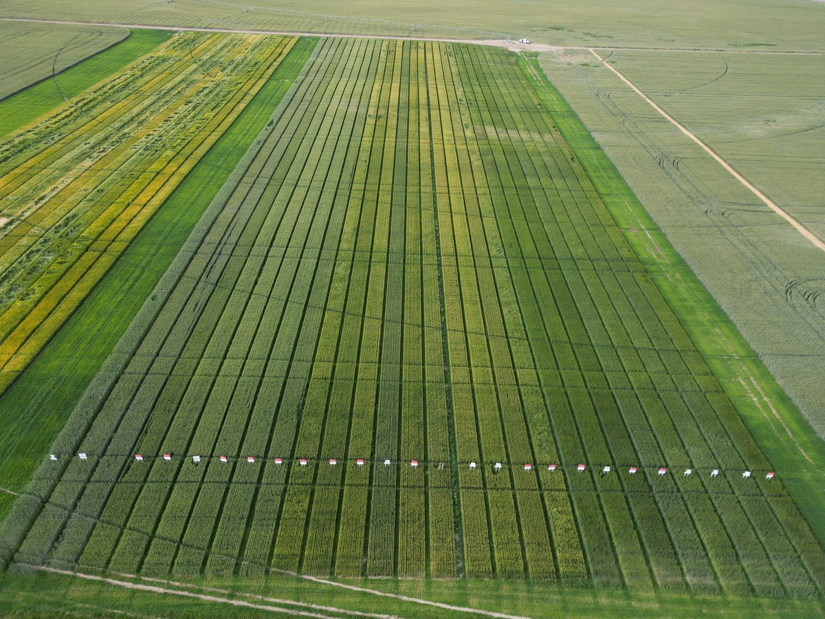 Stampseeds's tweet photo. Thursday July 24 we will be touring all of this!
PGR at front vs none at back.
Durum, barley, Triticale, SWSW, GP, CWRS, ww, hybrid fall rye, fall triticale 
https://t.co/6JuxBXbOnm
#WestCdnAg https://t.co/pfqBdmHm6A