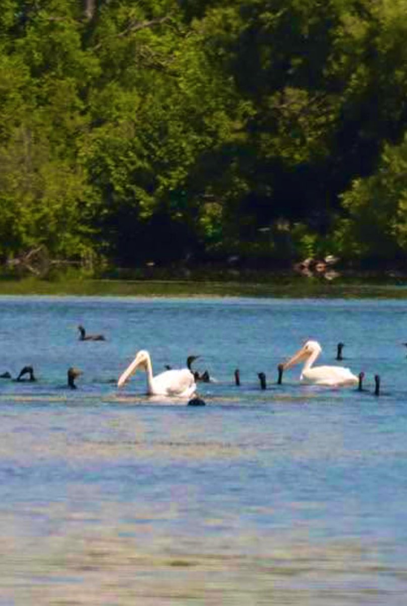Pelicans on the Rideau? 

Posted on a FB group, some pelicans grabbing some Rideau Fish

(📷FB-RideauAcresCampground)