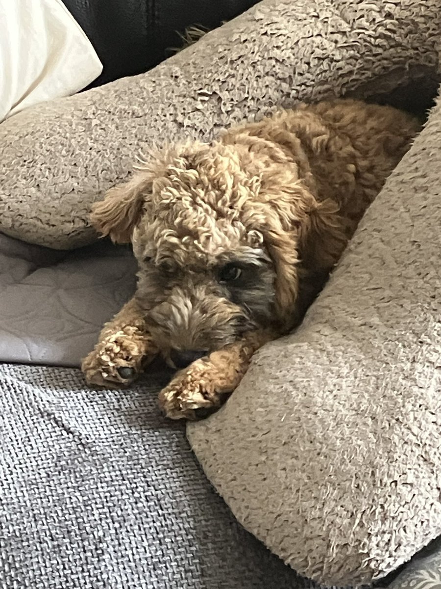 After hurting his leg last week and his medication from vet quite literally knocked him out for 3 days he’s back running around causing chaos 🤣so pleased