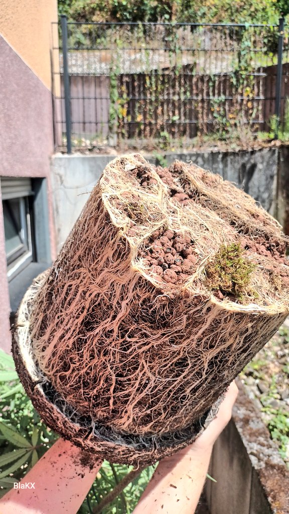 BlaKX89's tweet image. Canna Terra Professional Plus soil mixed with forest soil microorganisms and fungi, not to mention Compo natural fertilizer with guano, Canna Rhizotronic, and Cannazym. Zombie Kush by Ripper Seeds in a plastic fabric pot shows why air is important for roots, even without fabric.