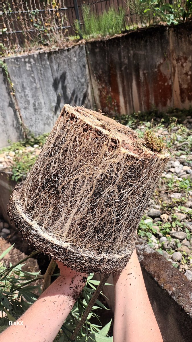 BlaKX89's tweet image. Canna Terra Professional Plus soil mixed with forest soil microorganisms and fungi, not to mention Compo natural fertilizer with guano, Canna Rhizotronic, and Cannazym. Zombie Kush by Ripper Seeds in a plastic fabric pot shows why air is important for roots, even without fabric.