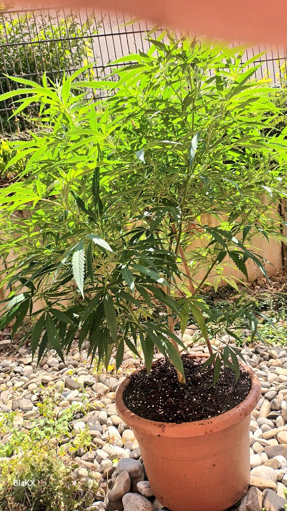 BlaKX89's tweet image. Canna Terra Professional Plus soil mixed with forest soil microorganisms and fungi, not to mention Compo natural fertilizer with guano, Canna Rhizotronic, and Cannazym. Zombie Kush by Ripper Seeds in a plastic fabric pot shows why air is important for roots, even without fabric.