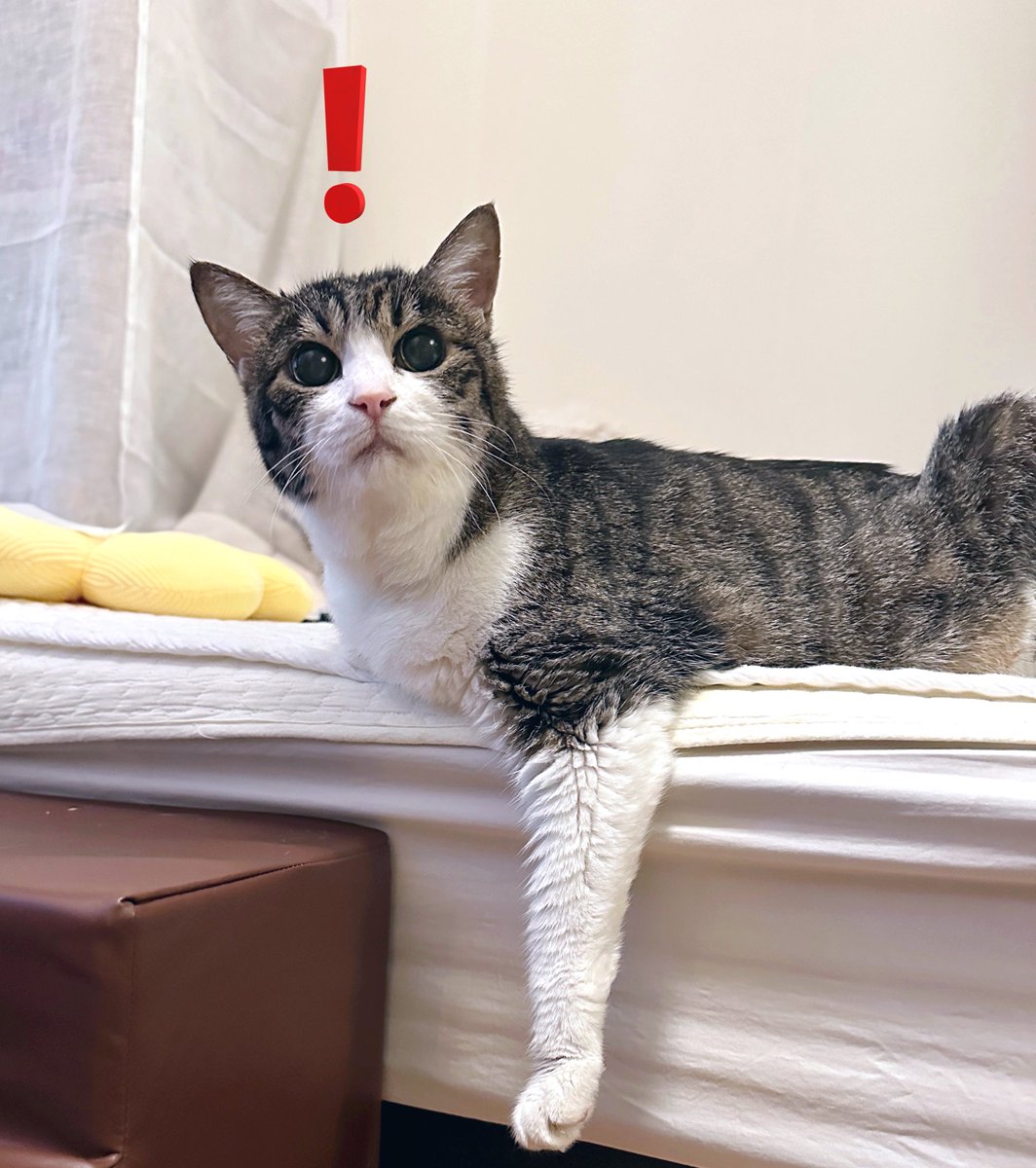 猫千代　0606 楽天市場】猫柄 がま口財布 ミニ財布 コンパクト aoneco