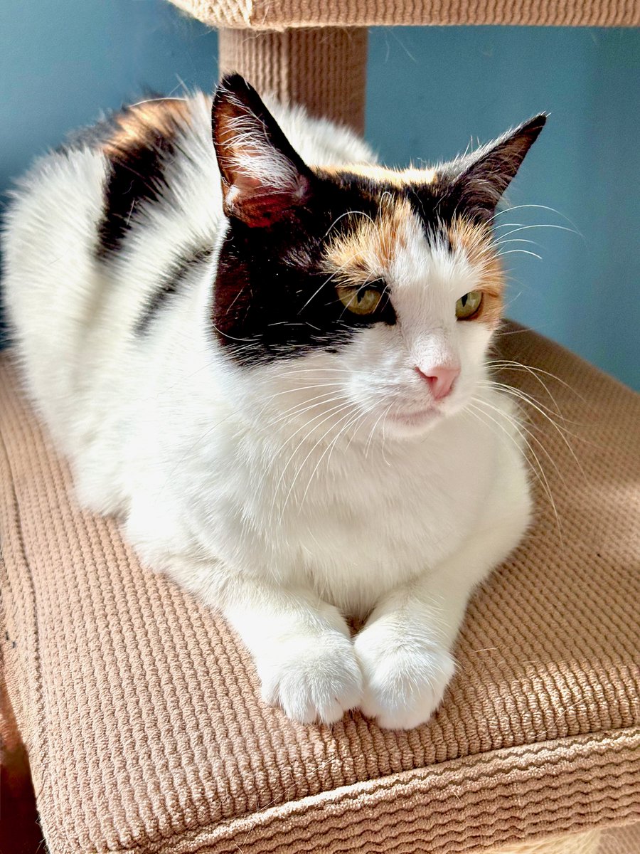 RappCatsAdopt's tweet image. 馃檹Magnolia: I need a boyfriend (or 2)! I used to rub up against Harold & Obi. Since their adoption, I'm left with Horton, who's ok, but not my type! Help me out here!
(She transformed overnight! She's talking up a storm, eager for affection and oh-so-ready for a loving home!)