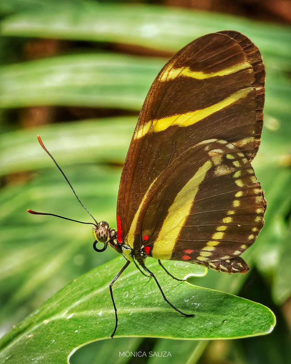 mosave_87's tweet image. El amor jamás reclama; da siempre. El amor tolera, jamás se irrita, nunca se venga.
Indira Gandhi

📷 IG: monicasauza

#cdmx #chapultepec #zoologicodechapultepec #mariposa