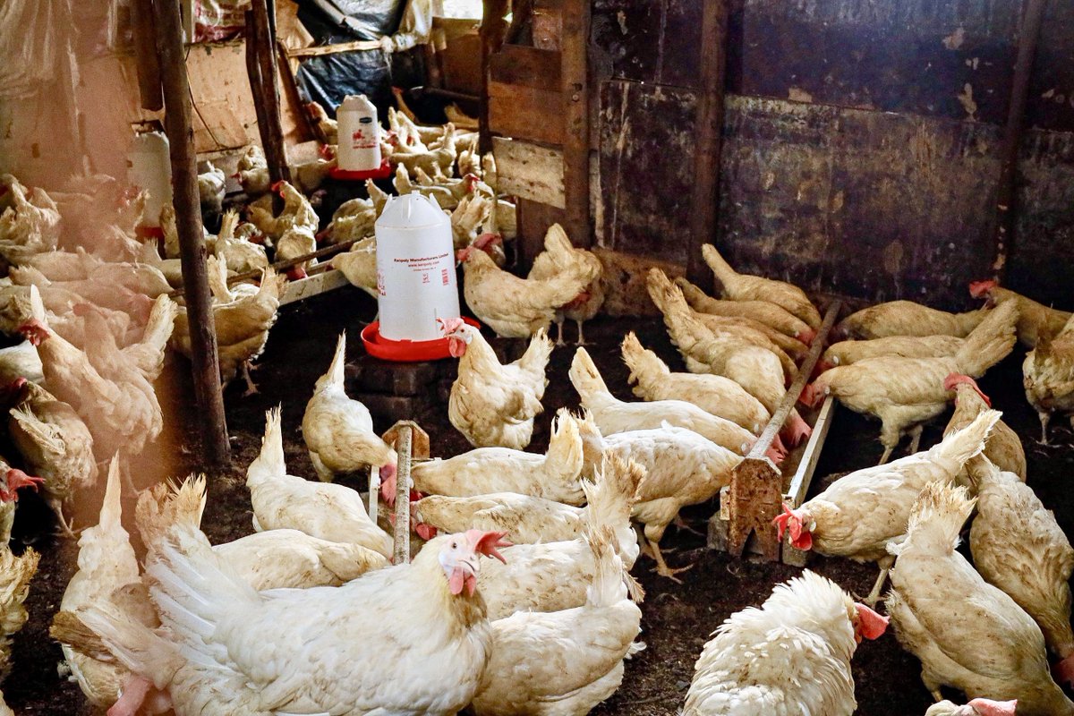 KagutaMuseveni's tweet image. Maama Janet and I visited Lillian Mbabazi in Banda. Our message is sinking in, and our people are beginning to wake up. Mbabazi’s growing poultry business, initially funded through the PDM, is a testament to this progress.
What we now need to establish is the number of parishes…