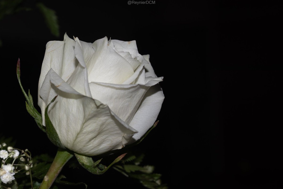 Siguiendo la máxima del más universal de los cubanos, cultivémoslas para todos: para los buenos y para los malos.