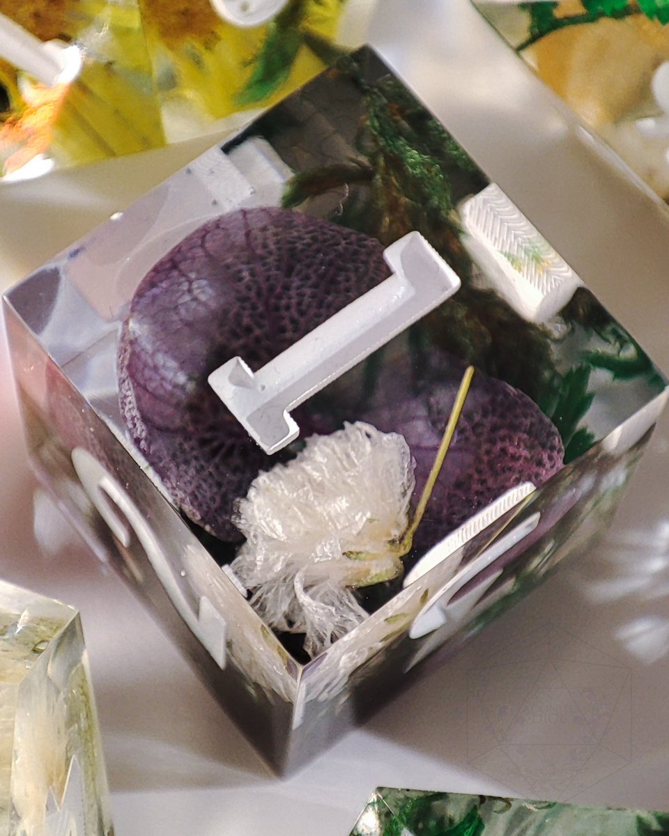 Aconite Dice 🌿 tweet media