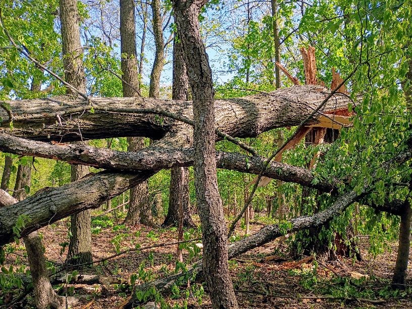 pittsburghparks's tweet image. 🌳 Why plant trees in Pittsburgh’s parks? Because every step you take in a city park is through a living forest—one that cleans our air, cools our neighborhoods, manages stormwater, and shelters local wildlife.
But our urban woodlands are under pressure.
Rising temperatures.…