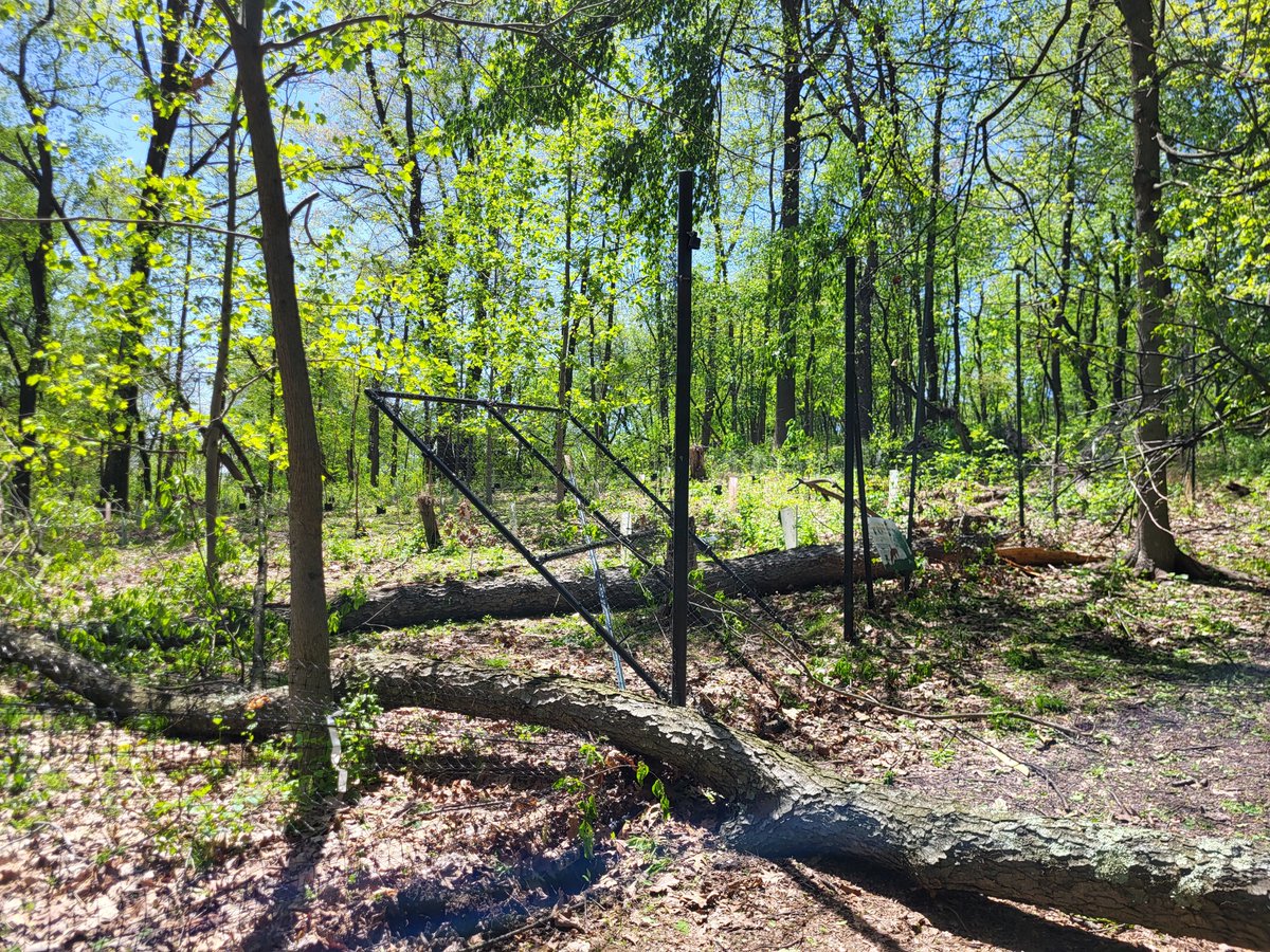 pittsburghparks's tweet image. 🌳 Why plant trees in Pittsburgh’s parks? Because every step you take in a city park is through a living forest—one that cleans our air, cools our neighborhoods, manages stormwater, and shelters local wildlife.
But our urban woodlands are under pressure.
Rising temperatures.…