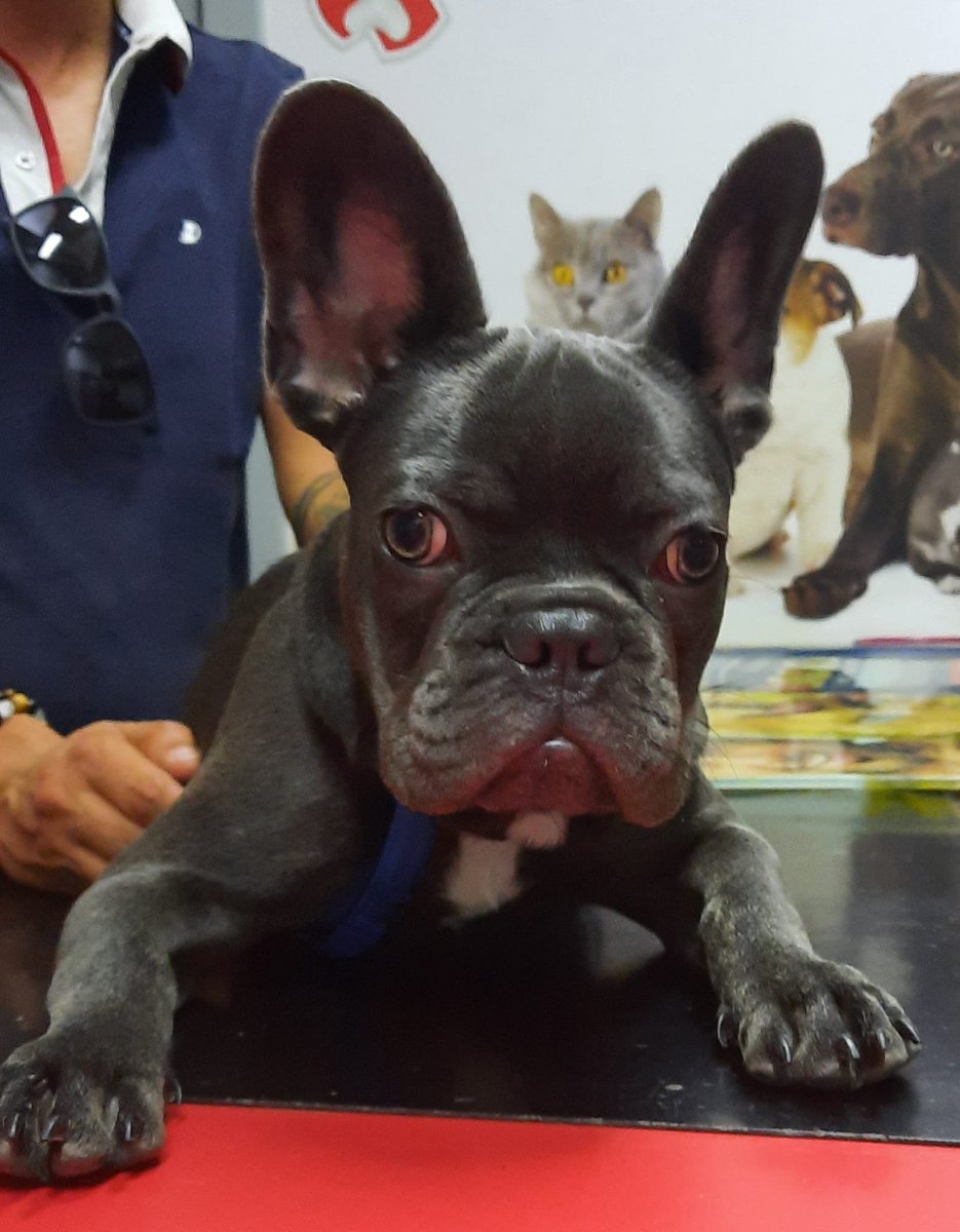O seu 🐾🐈🐕 também já está preparado para o verão? 

O Duke está ❤️🛡️

1️⃣Desparasitado?
2️⃣Vacinado?
3️⃣Tosquiado?
4️⃣Prevenção de dirofilariose se vai para a praia consigo?

Pode agendar agora:
👉 WhatsApp  968 578 814 
👉geral@medicalvet.pt
ou aqui
👉medicalvet.pt/marcacoes