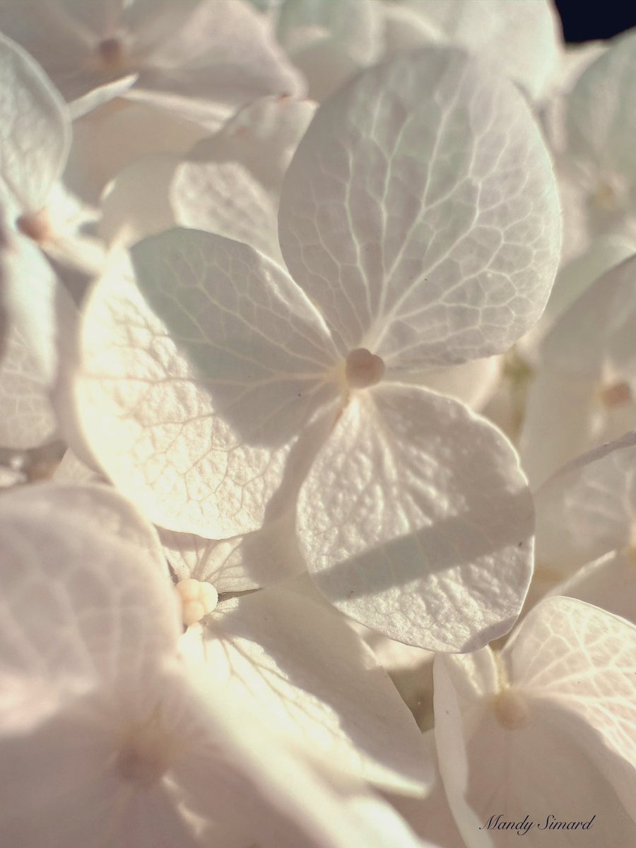 MandyLSimard's tweet image. Share a picture with the colour white! 🤍📸
“White: the color of stillness, of beginnings, of light.”