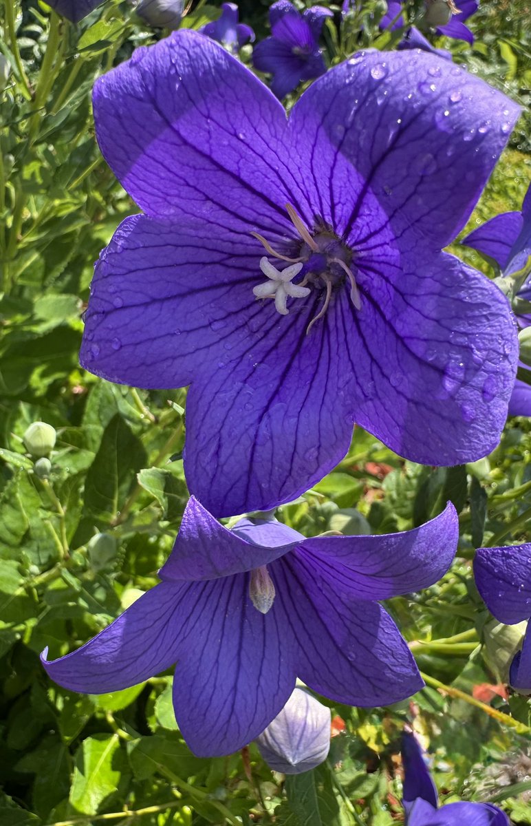 Good morning ☕️☀️
Have a great day 🩷🇺🇸
This one is actually my photo of a balloon flower in my garden. 😊