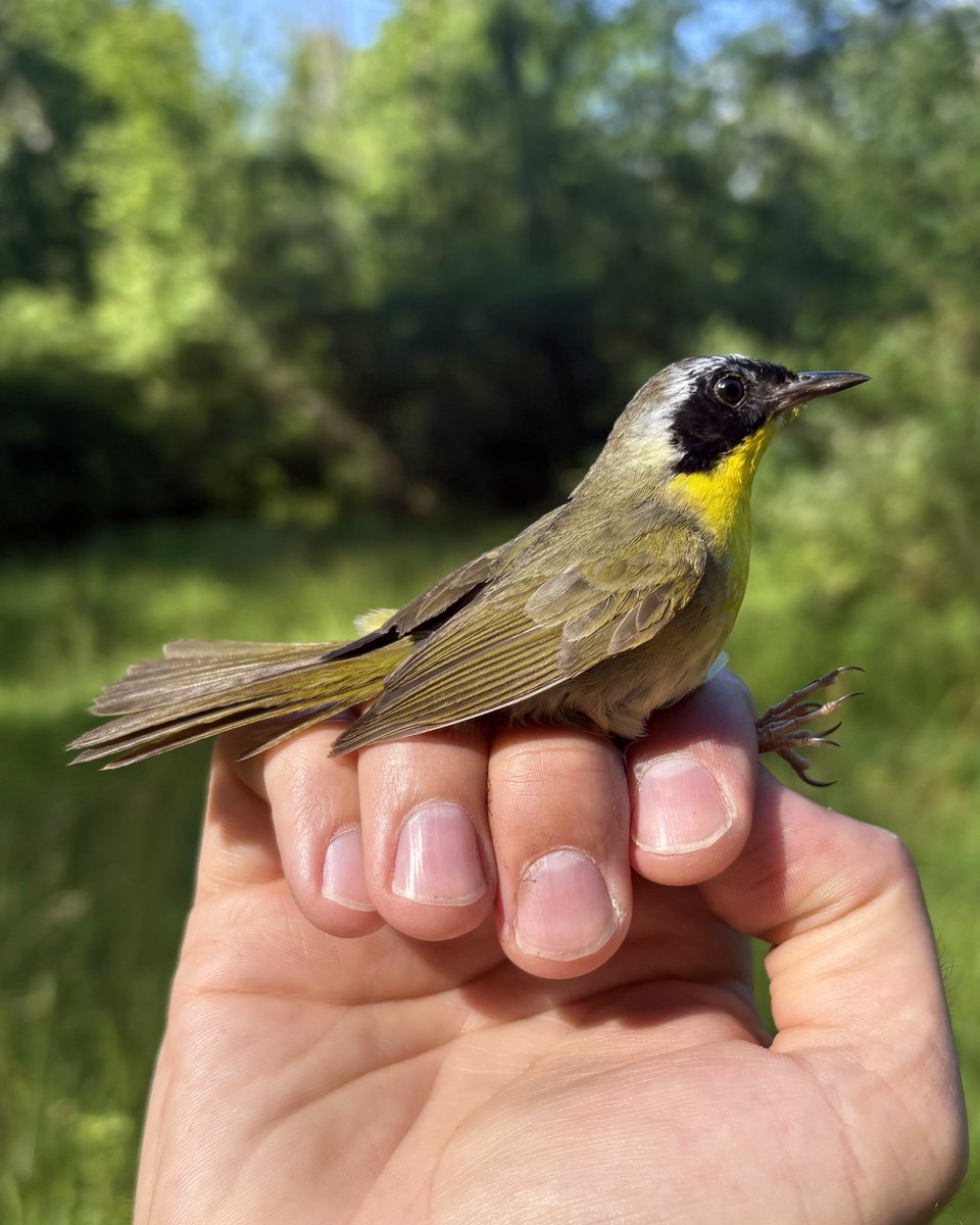 evornithology's tweet image. “No, no, no, get my good side!” -this Common Yellowthroat, probably
