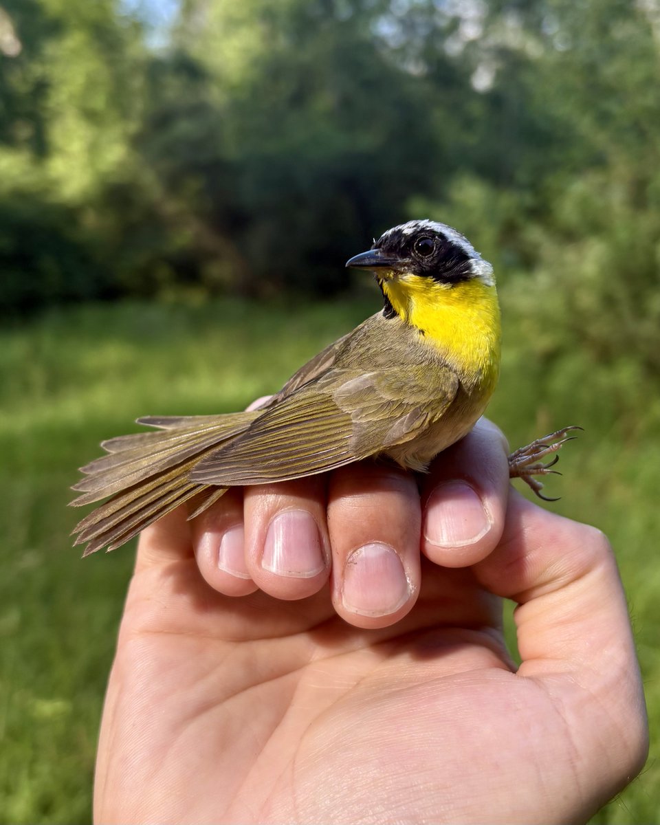 evornithology's tweet image. “No, no, no, get my good side!” -this Common Yellowthroat, probably