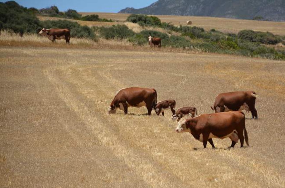 ‼️BREAKING: Second case of foot-and-mouth disease confirmed in Free State

👉🏾africanfarming.com/tiny/svs2