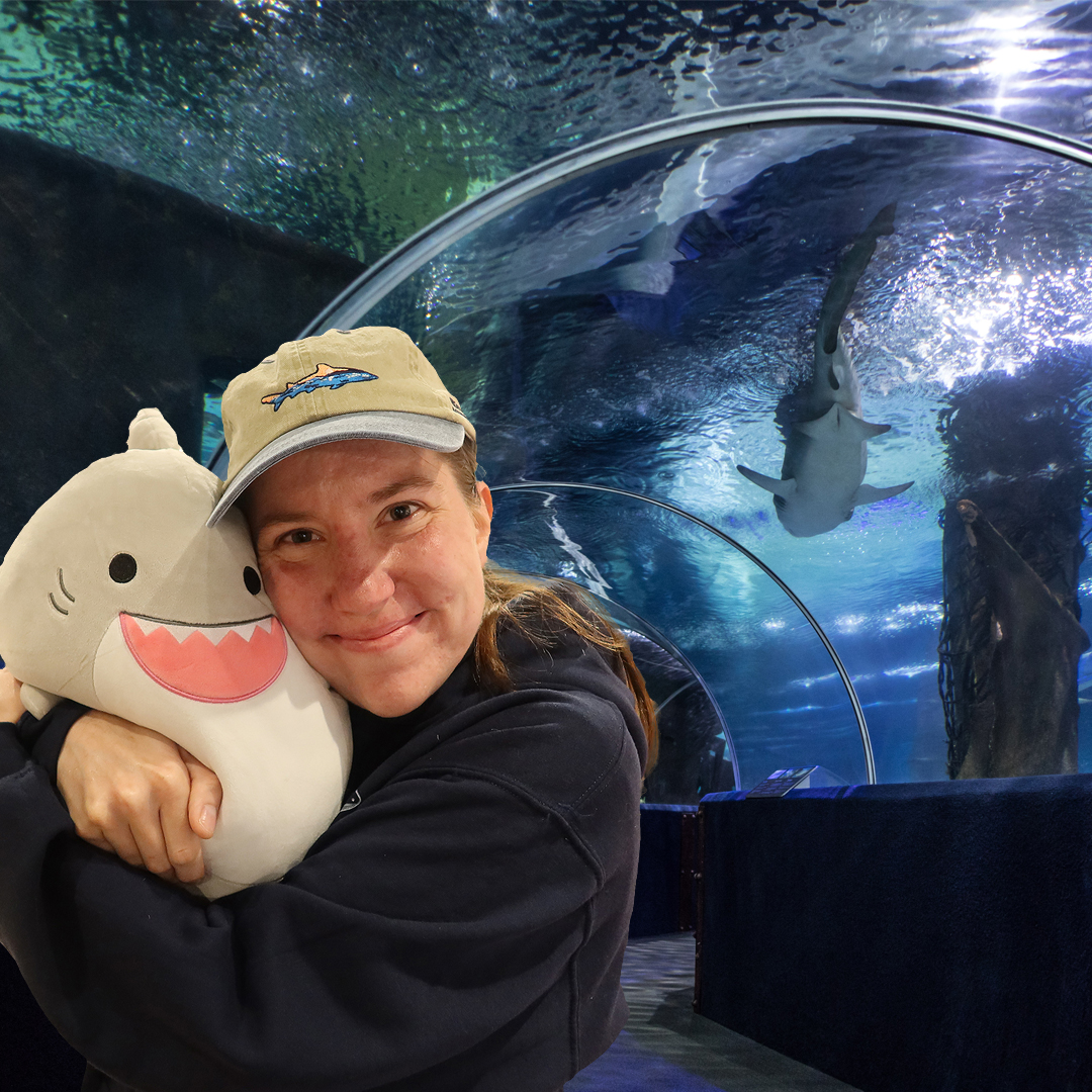 cleaquarium's tweet image. Love sharks as much as we do? Sport your shark gear when you visit #cleaquarium during Fin Fest (now - Aug 5) and you'll be entered for a chance to win a $125 Gift Shop prize pack! 🦈❤️ #clefinfest #sharks #thelandforlife
