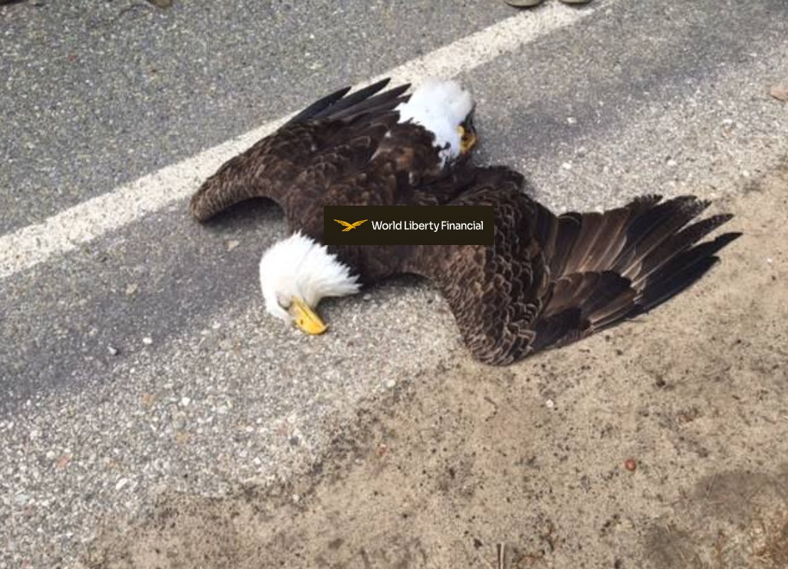 BokuMedita25577's tweet image. Make $WLFI Great Again COMMUNITY
Join us now.
x.com/i/communities/…
The eagle can rise from the ashes,
but only if we do it together.
