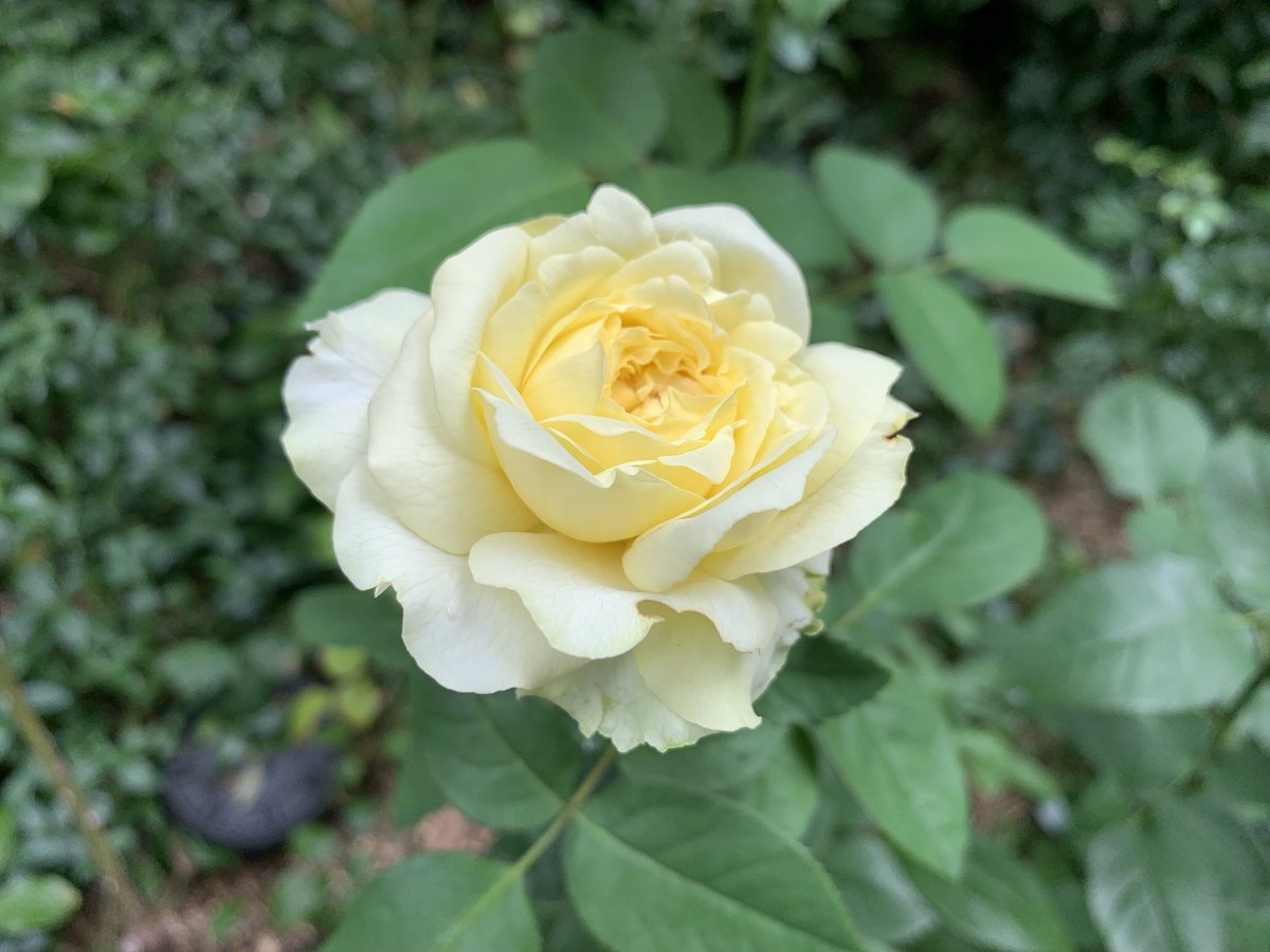 Have a beautiful weekend 🦋🍈🍃