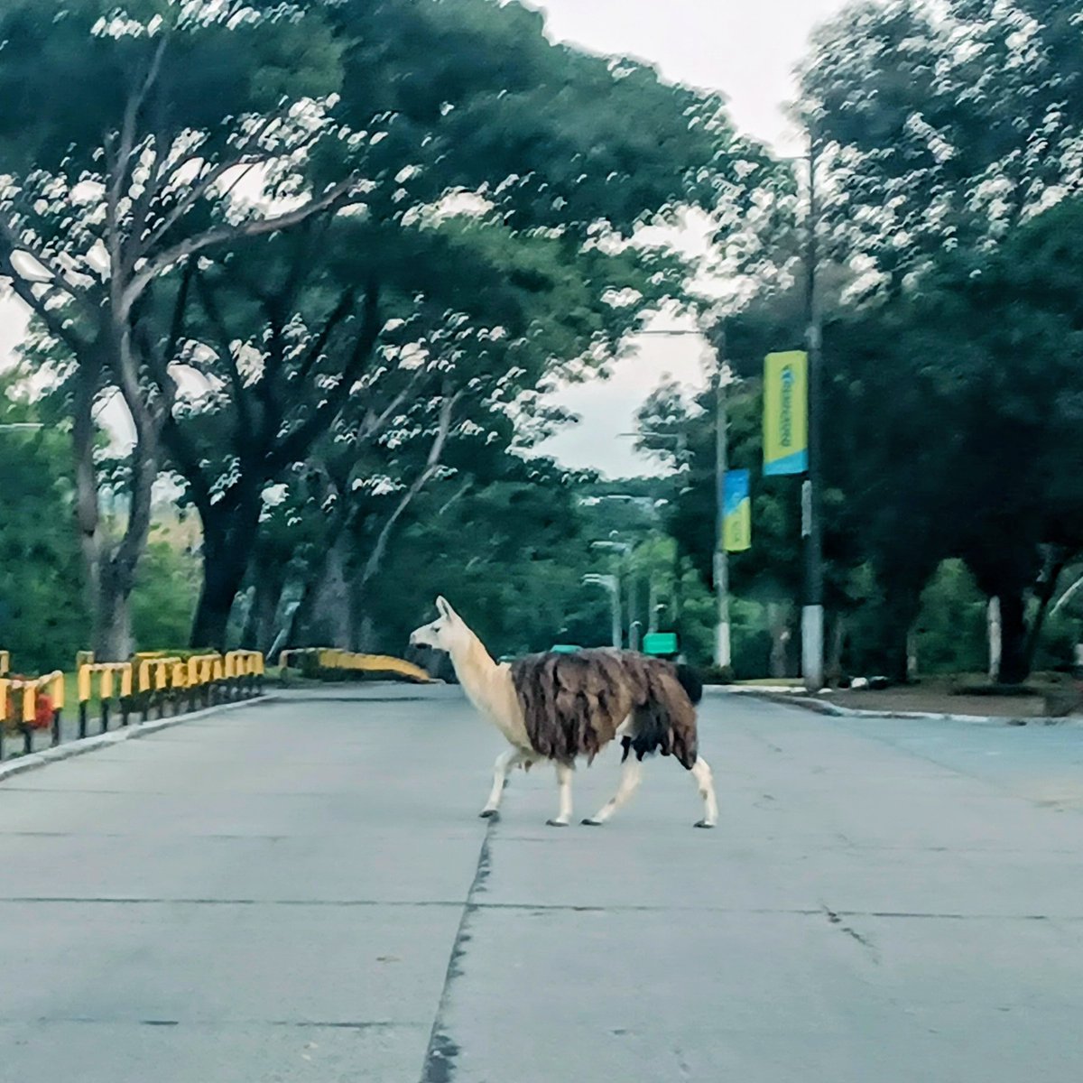 🦙 Walk on by. Sólo en ESPOL Guayaquil.