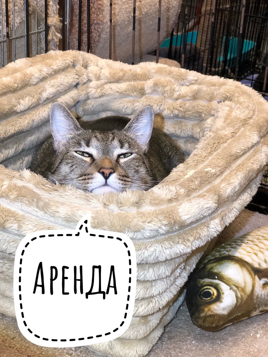 СБОР СРЕДСТВ НА АРЕНДУ ПОМЕЩЕНИЯ И КУ🆘
Каждый месяц, 1 числа, мы платим за АРЕНДУ помещения приюта 108 000 руб. За 12 дней надо успеть собрать всю сумму.
Этот сбор очень важный, так как без помещения приют не сможет существовать.
За годы работы скопилось много животных, для…