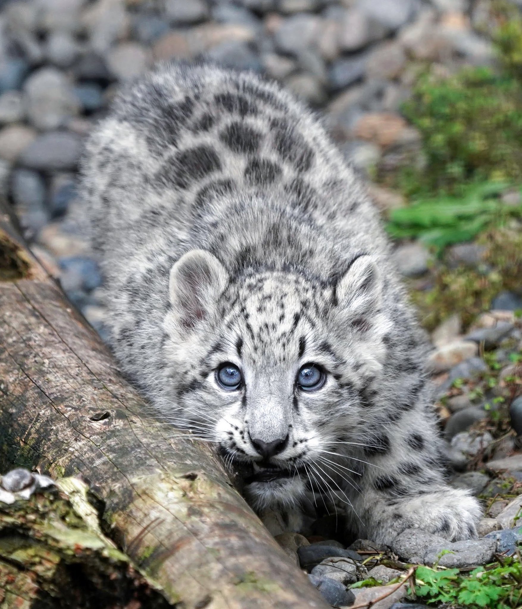 yukihyouちゃん♡ ユキヒョウ - Search / X