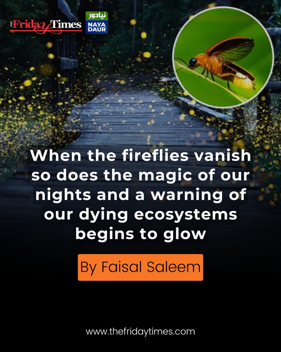 TFT_'s tweet photo. Conservationists urge action as fireflies disappear, signalling deeper ecological imbalances.
By Faisal Saleem
@faisalsaleem86

Read more: https://t.co/HKJc34IYmb

#firefly #pakistan #ClimateAction #ClimateChange #environmental #pollution #impact #insects #protection https://t.co/x6XlM3ntBm