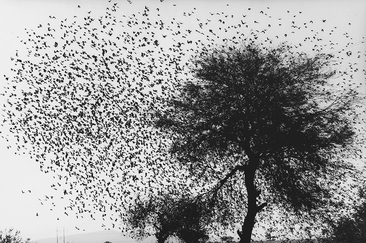 🌘 Cuando habla la luz, de Graciela Iturbide, nos sumerge en un México íntimo y simbólico, donde la fotografía es poesía y resistencia. Con obras icónicas como 'Mujer ángel' o 'El baño de Frida'.

📍 <a href="/casademexicoesp/">Fundación Casa de México en España</a>
📆 Hasta 14 sept
🎟 Entrada libre
🔗 phe.es/exposicion/cua…