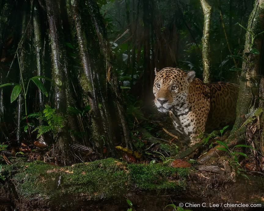 Extraordinary sighting of three species of cat at same camera trap in Bigai Reserve in Ecuador. The three species include Ocelot, Puma and Jaguar. Credit to Chien Lee Wildlife Photography