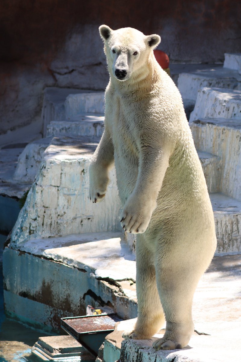 hkgskb's tweet image. おかわりの大鮭は無いと気付き始めた時のホウ

2025.7.19
#天王寺動物園 #ホッキョクグマ #ホウちゃん