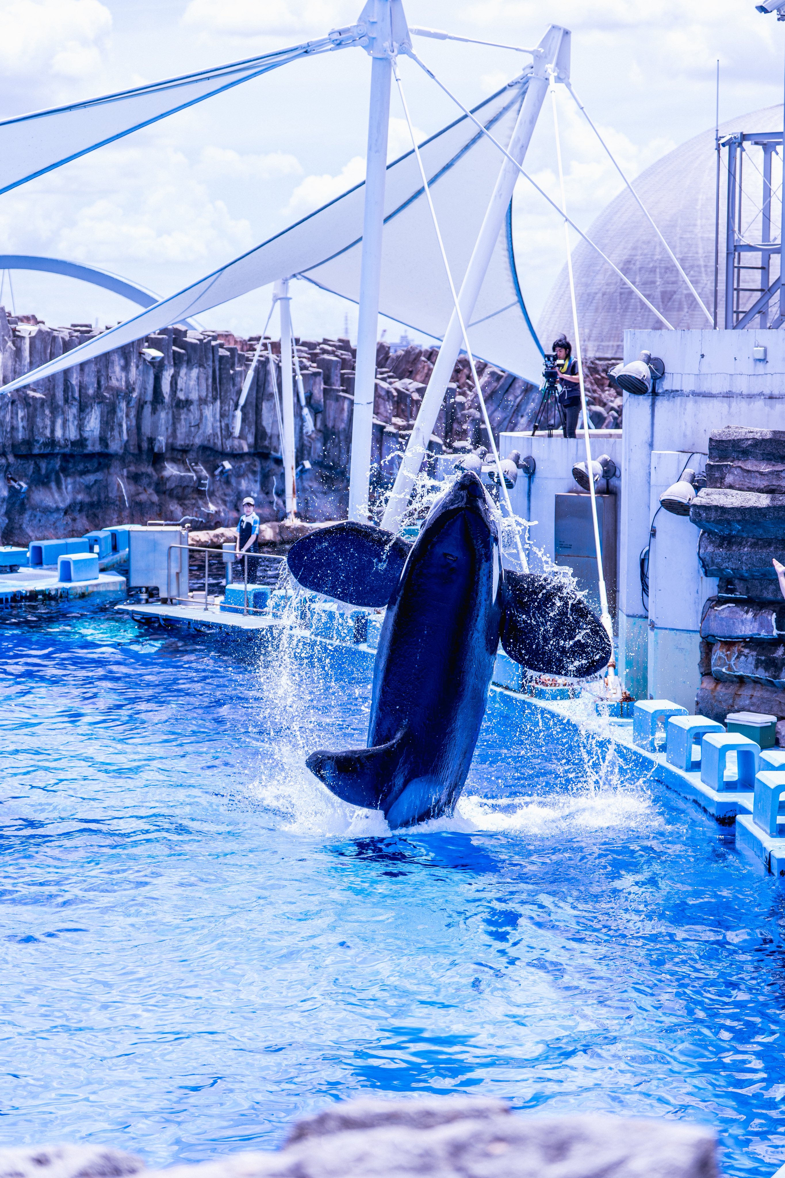 希少 海の中 魚 水族館 手描き ポロシャツ レトロ ヴィンテージ 白 水色 suko✈️🌝 on X: 