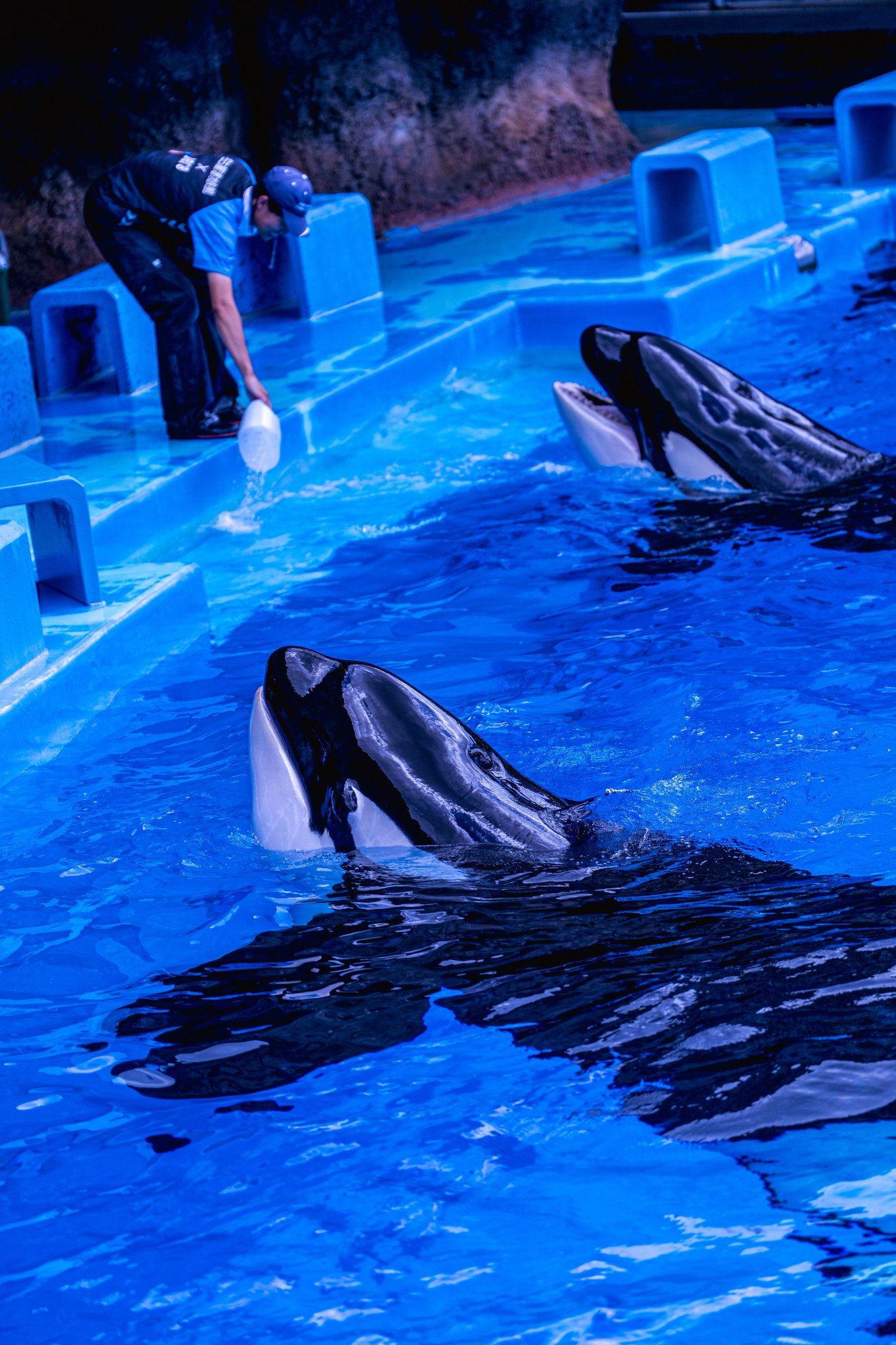 希少 海の中 魚 水族館 手描き ポロシャツ レトロ ヴィンテージ 白 水色 かぶつ on X: 
