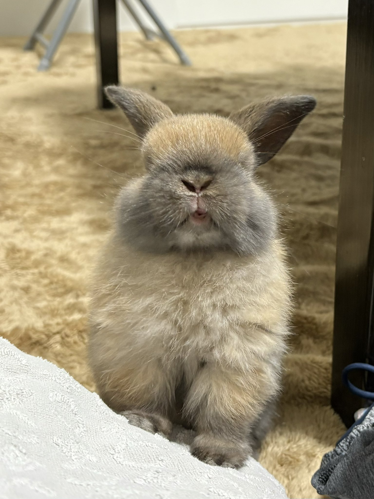 うさぎ Fxxking Rabbits Stuffed Toy – #FR2