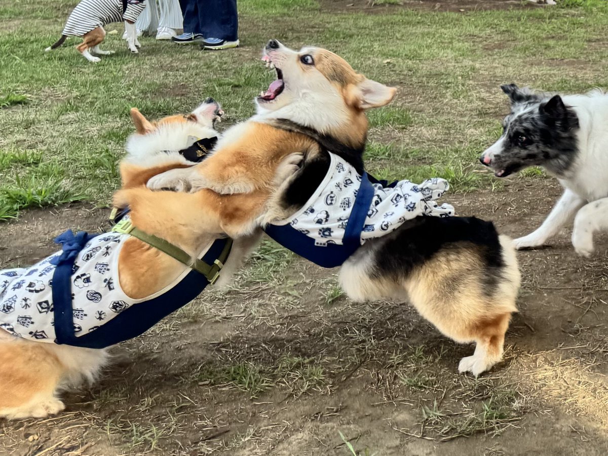elmoelmodog's tweet image. 「はっけよい」「のこったのこった」
ぎーちゃん、親友と本気相撲をしたよ。

#コーギー
#コーギーのいる暮らし